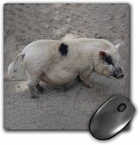 Подложка за мишка 3dRose LLC 8 x 8 x 0,25 инча под формата на прасе (mp_4326_1)