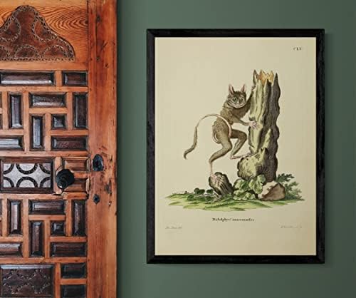 Призрачен Долгопят, Маймуна-Примат, Ретро Декор За Кабинета на Дивата Природа, Зоология, Антични Илюстрация, Плакат с Принтом в стила